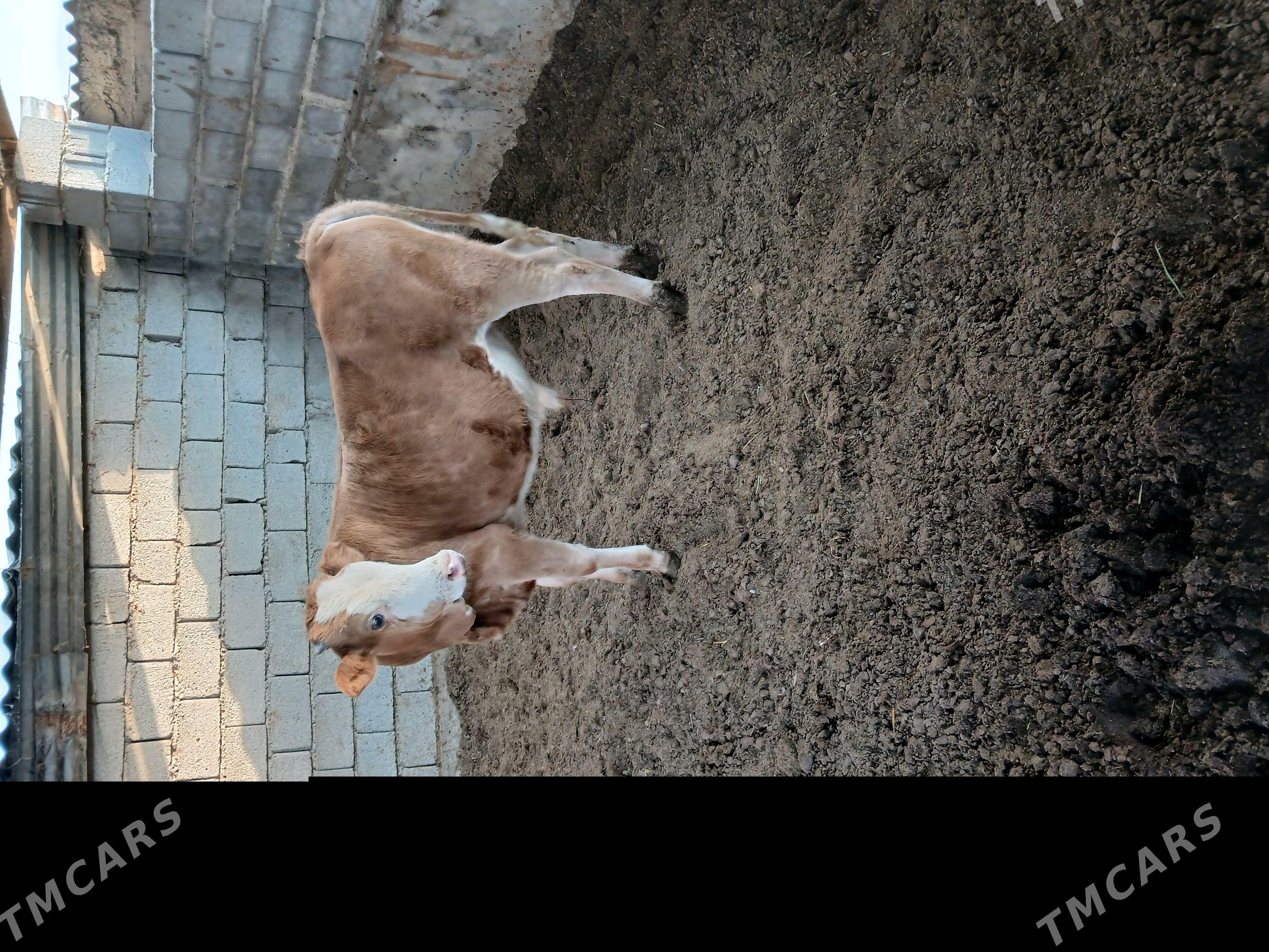 Ökuz - Gökdepe - img 2