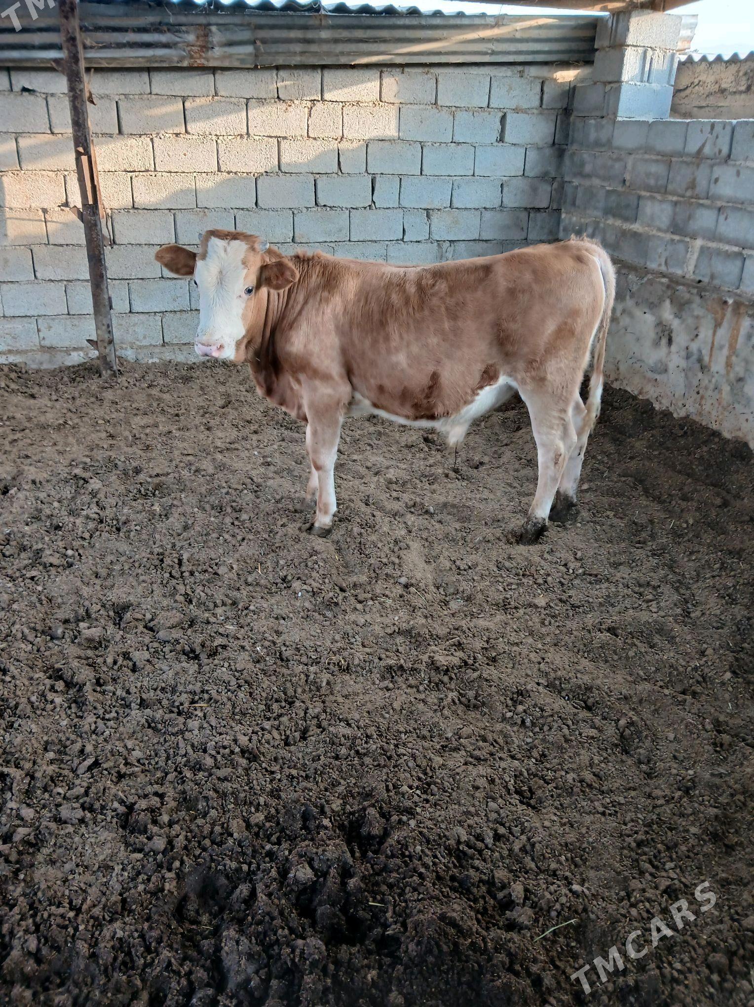 Ökuz - Gökdepe - img 3