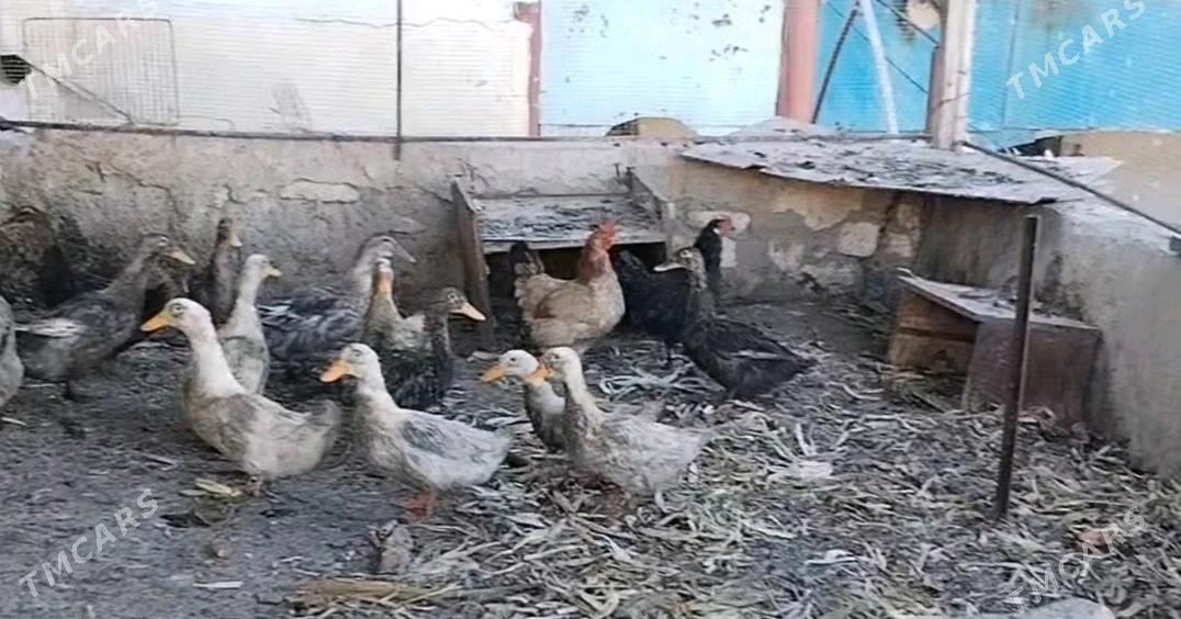 OY HAYWANLARY(GUSHLAR) - Туркменбаши - img 2