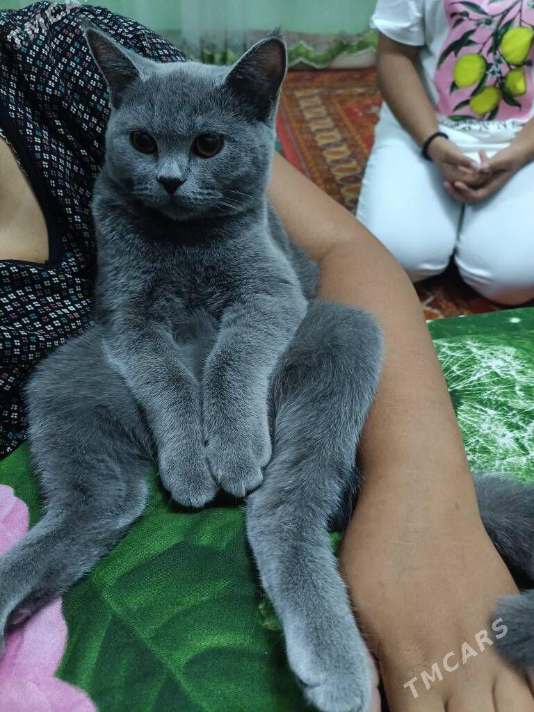 Pisik - Дянев - img 2