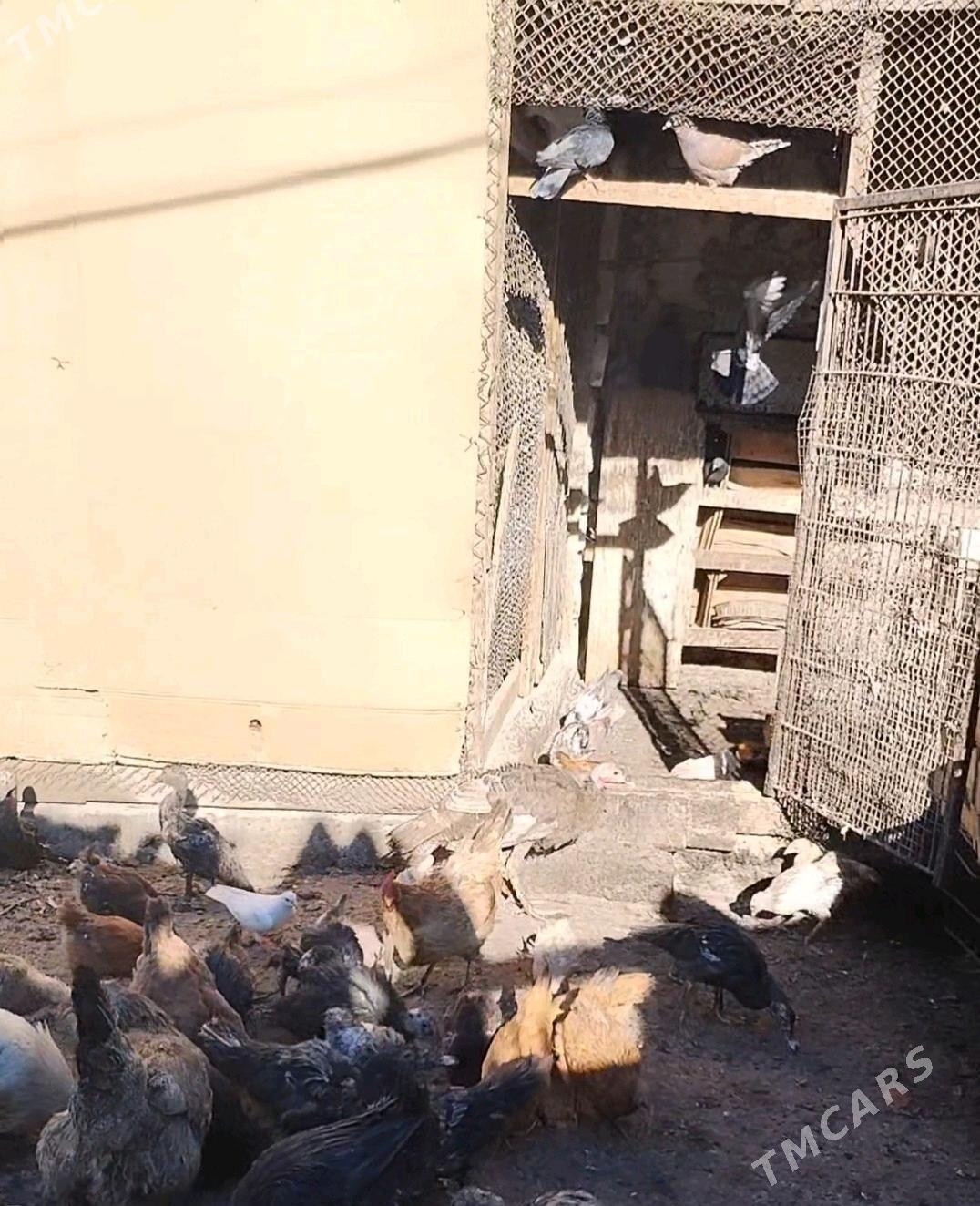 OY HAYWANLARY(GUSHLAR) - Туркменбаши - img 1