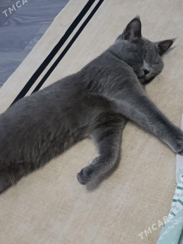 Pisik - Дянев - img 1