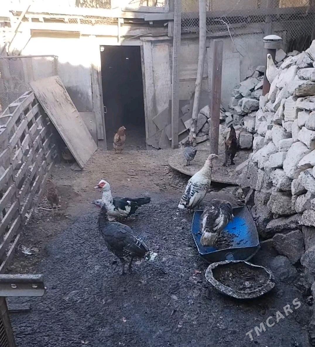 OY HAYWANLARY(GUSHLAR) - Туркменбаши - img 3