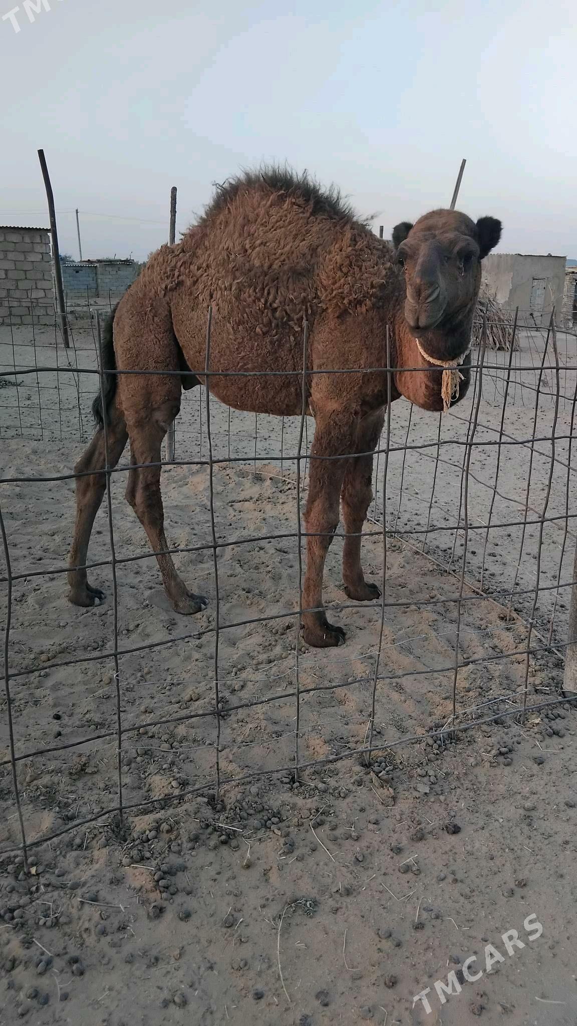 Duye torymly - Ак-Бугдайский этрап - img 3