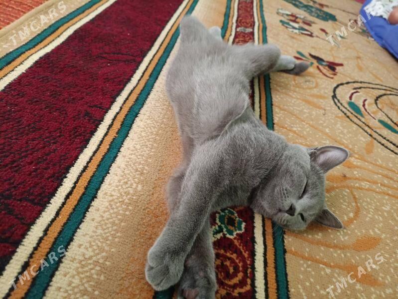 Pisik - Дянев - img 3