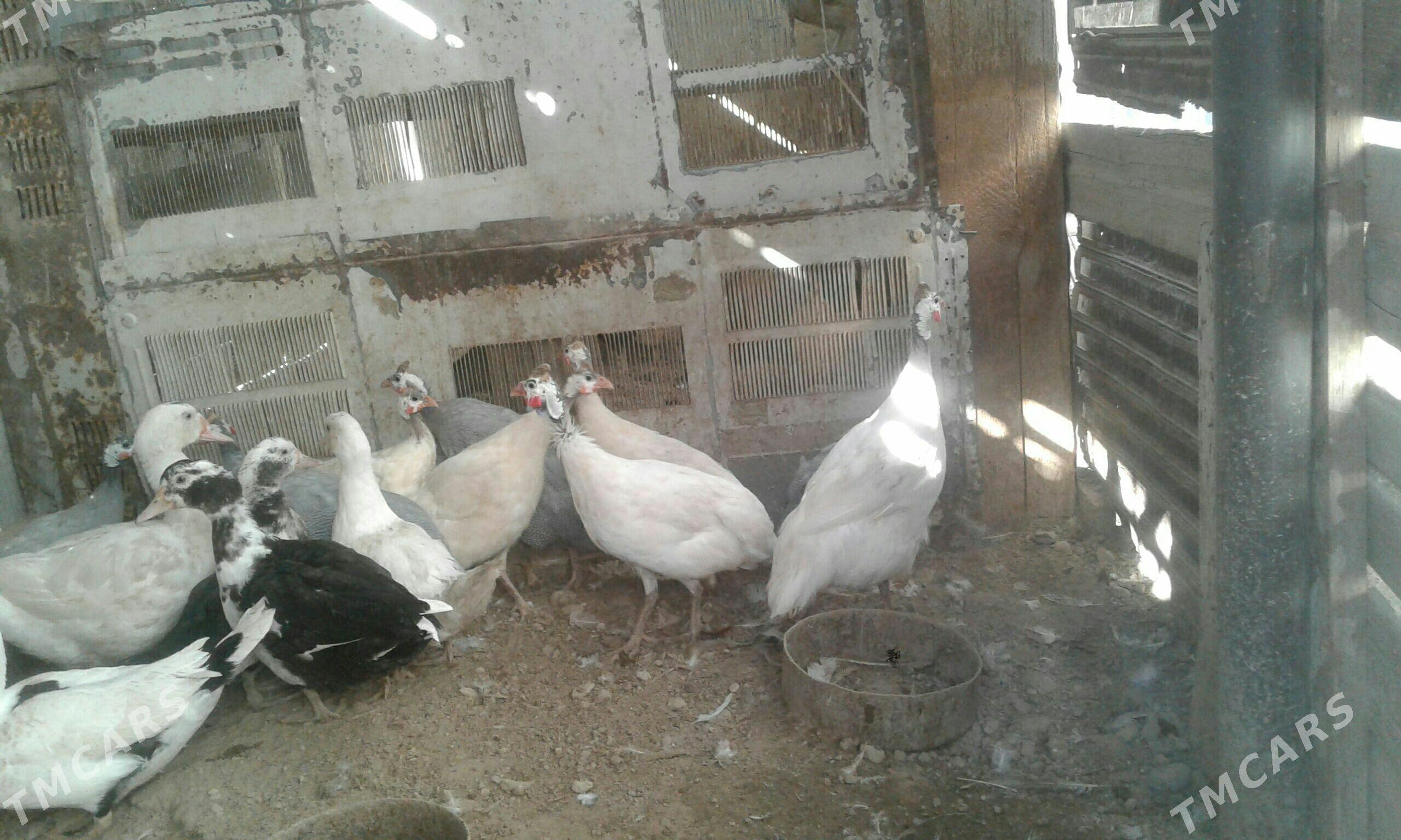 sizarka ak - Балканабат - img 1