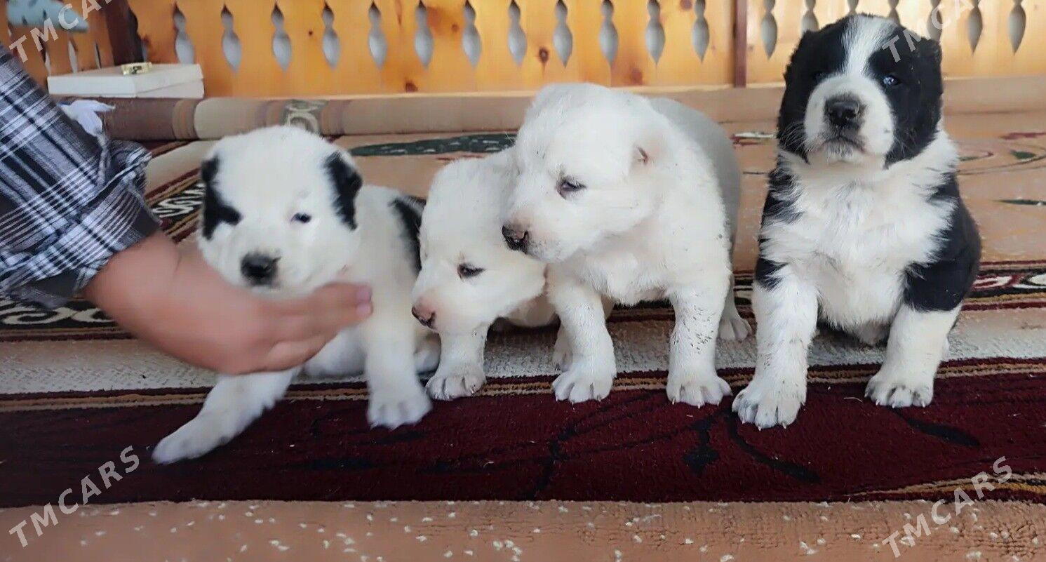 Alabay - Мары - img 4