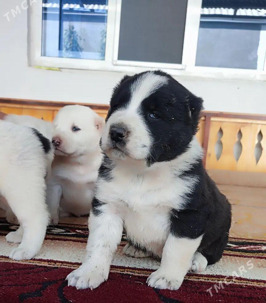 Alabay - Мары - img 2