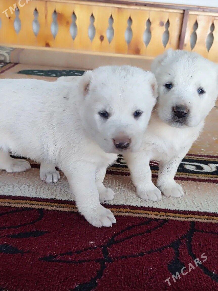 Alabay - Мары - img 5