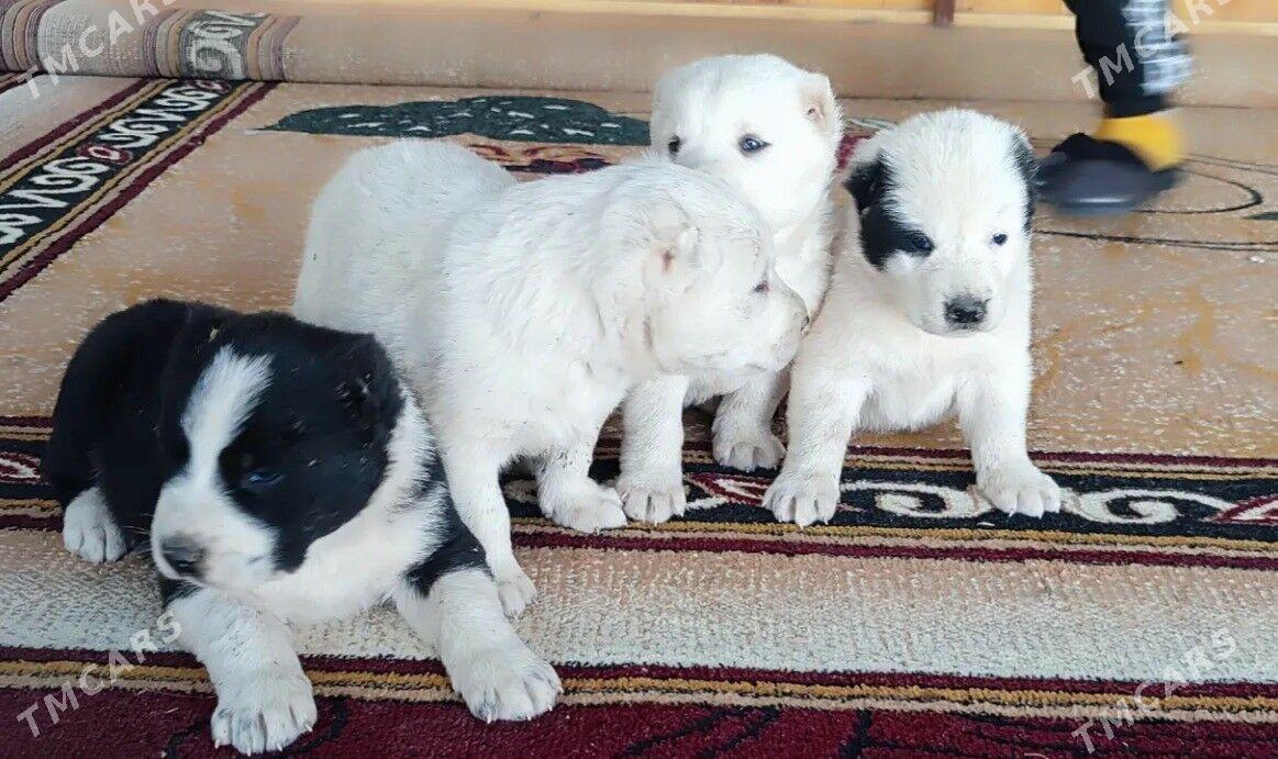 Alabay - Мары - img 3