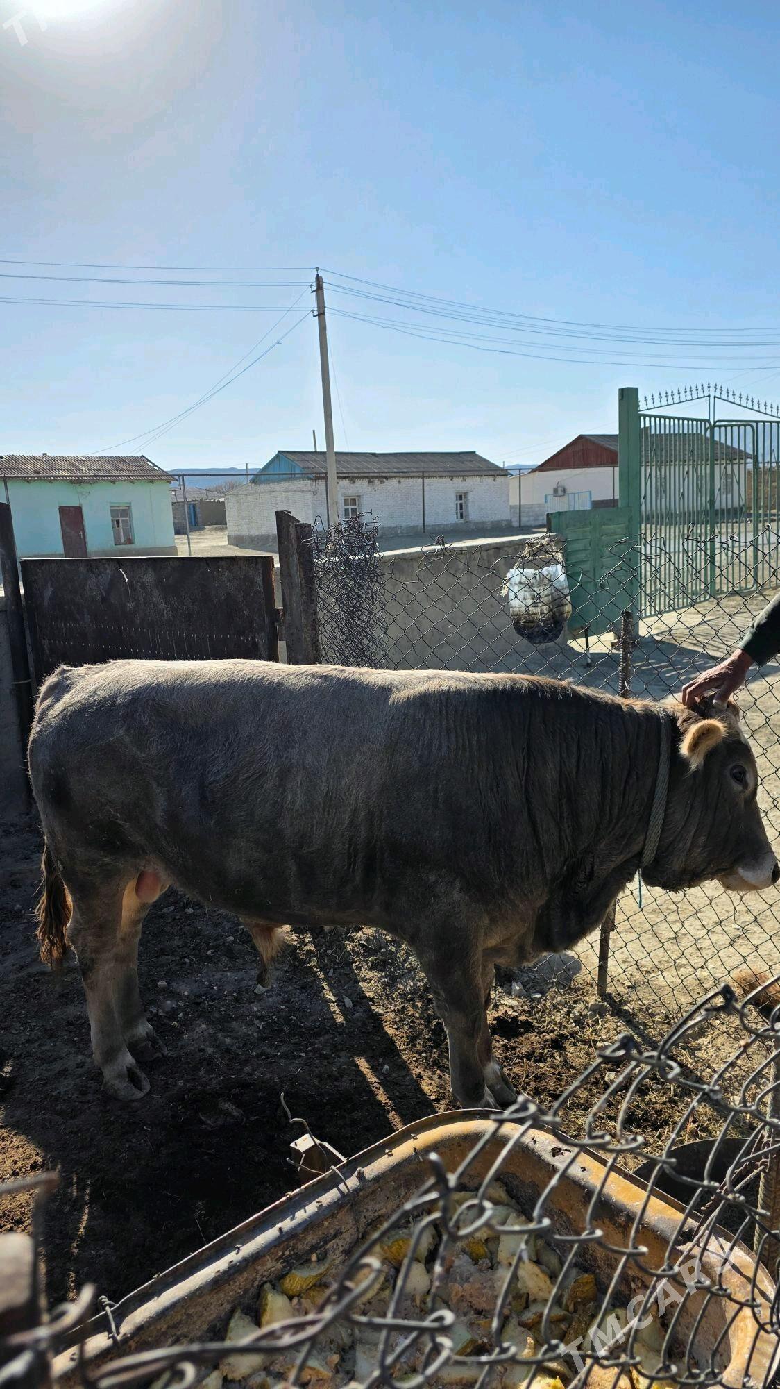 Tohum okuz - Берекет - img 2