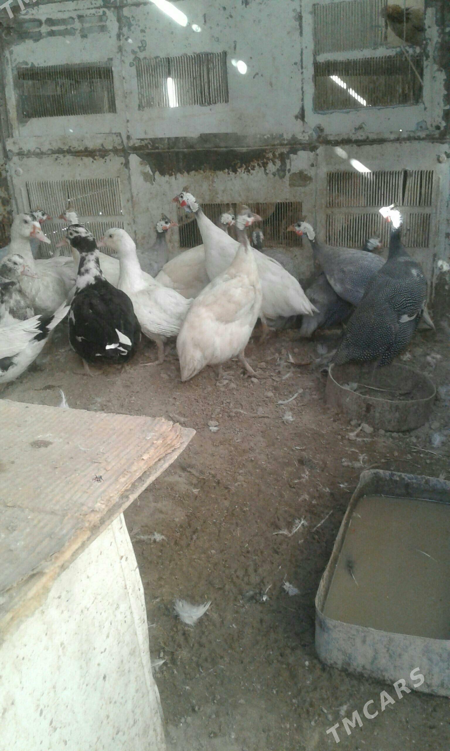 sizarka ak - Балканабат - img 2