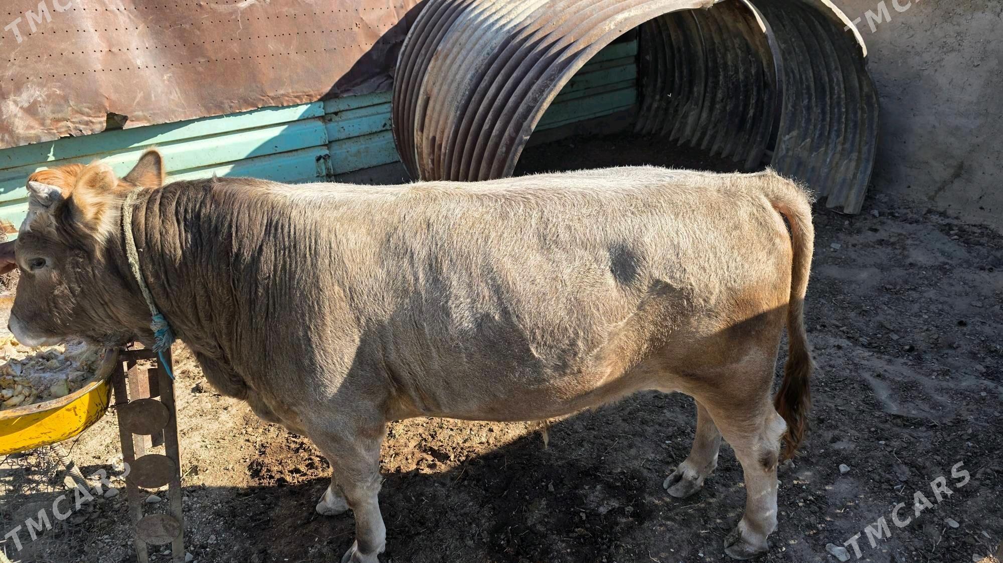 Tohum okuz - Берекет - img 1