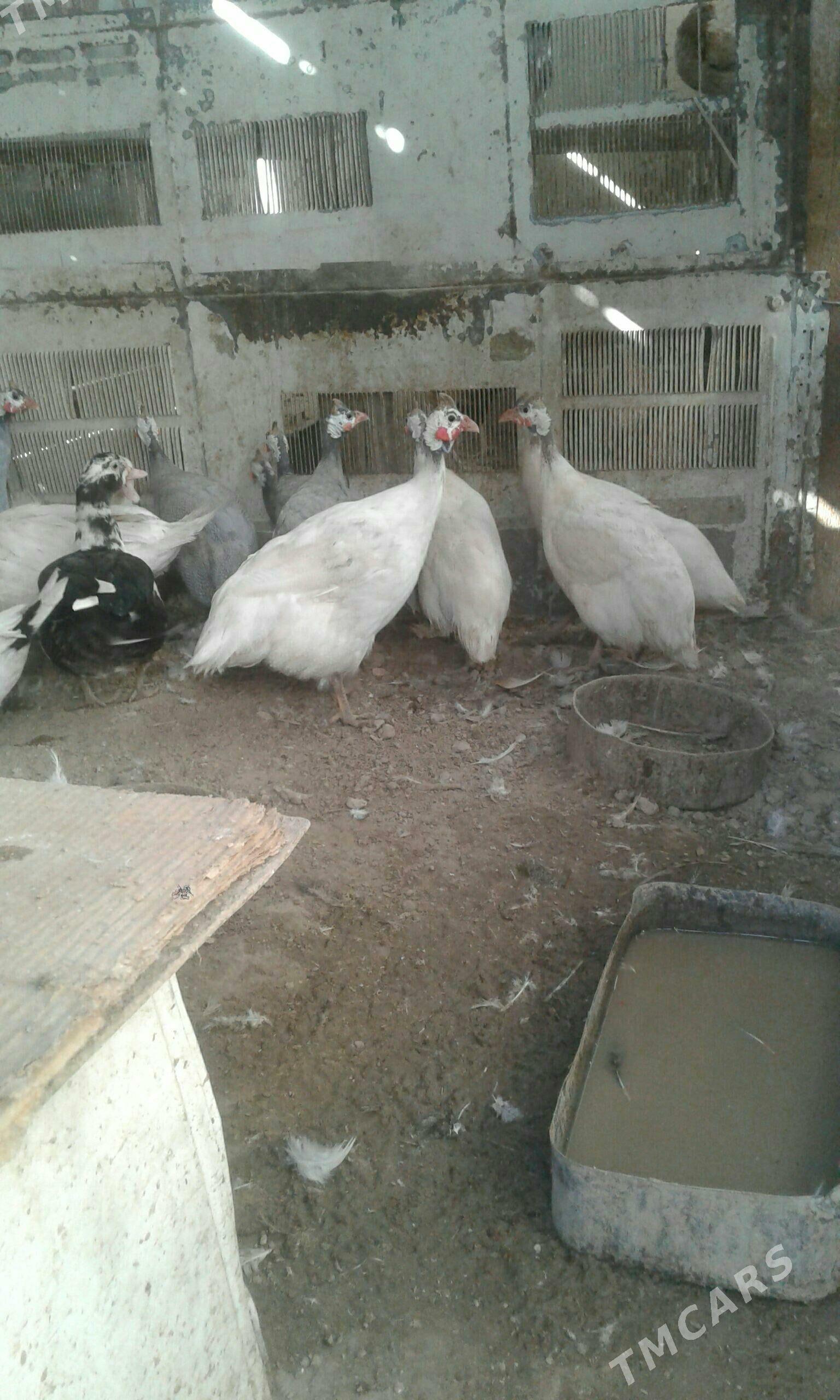 sizarka ak - Балканабат - img 3