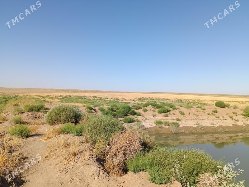 Daça  ekerançylyk ýer - Tagtabazar - img 6