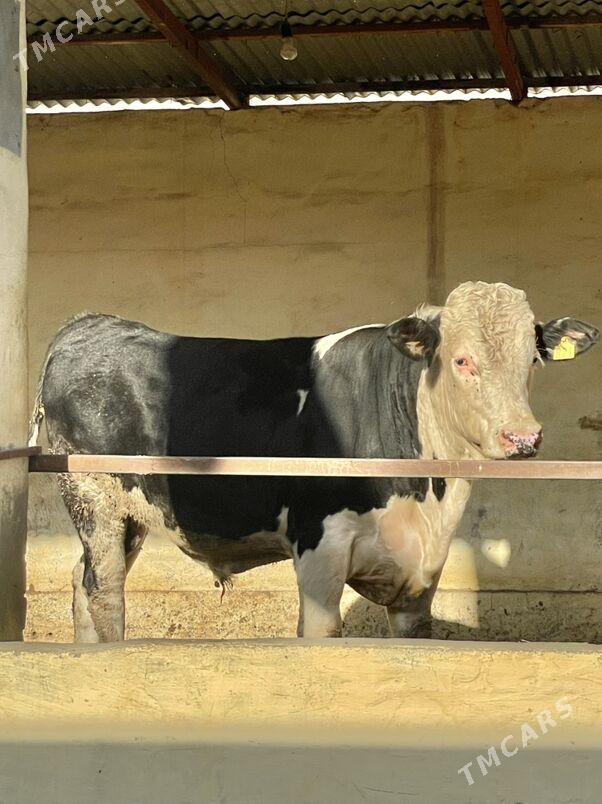 Öküz we tüwe - Aşgabat - img 4