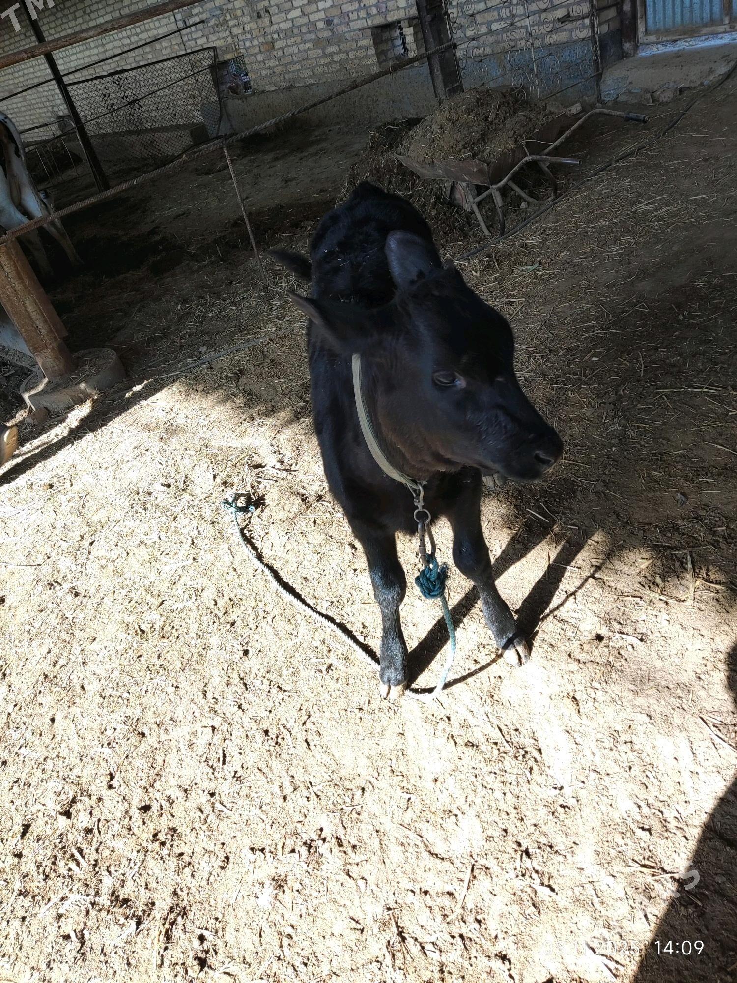 Gòleli sygyr - Сакар - img 3