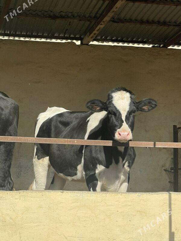 Öküz we tüwe - Aşgabat - img 7