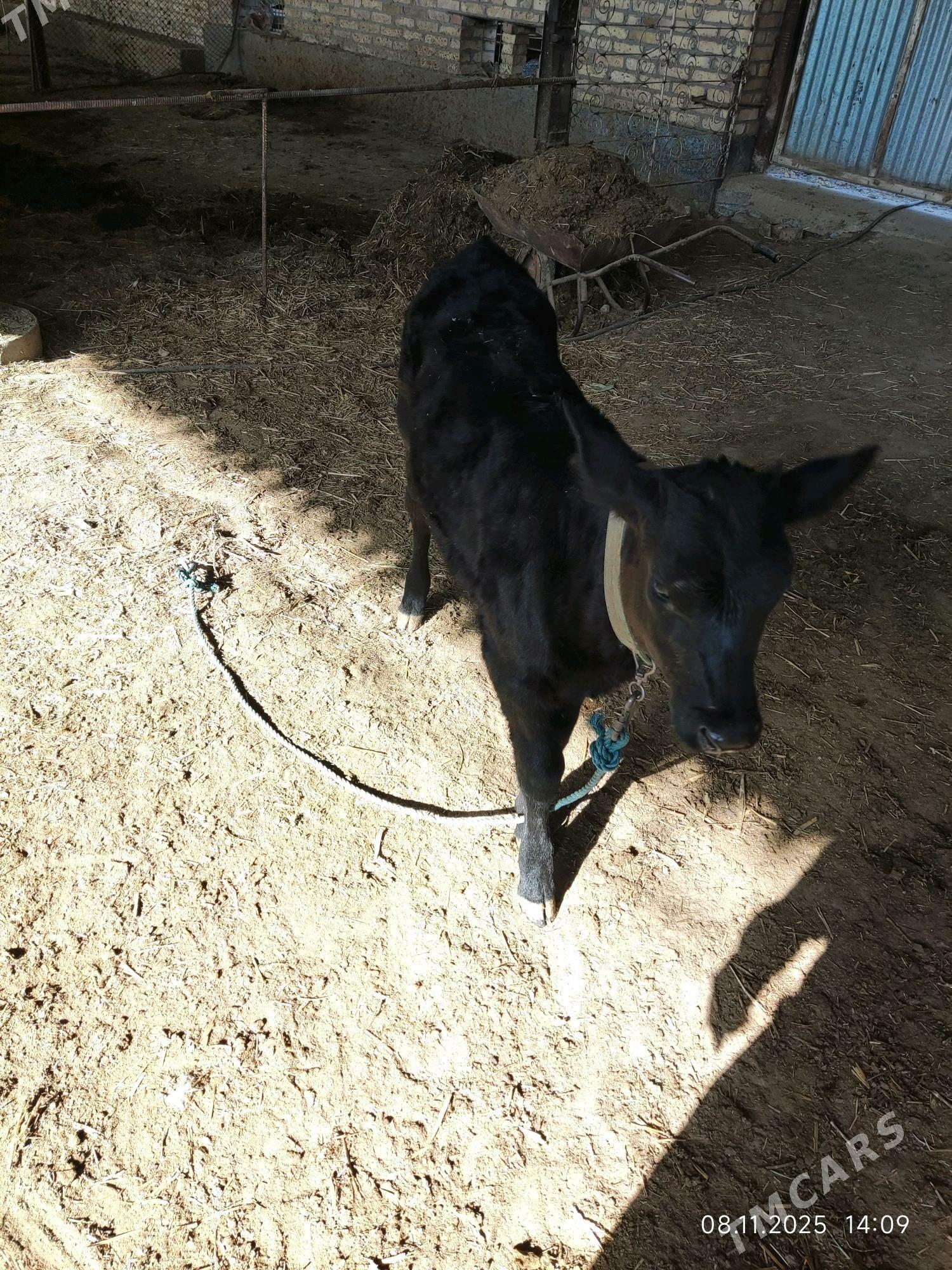 Gòleli sygyr - Сакар - img 4