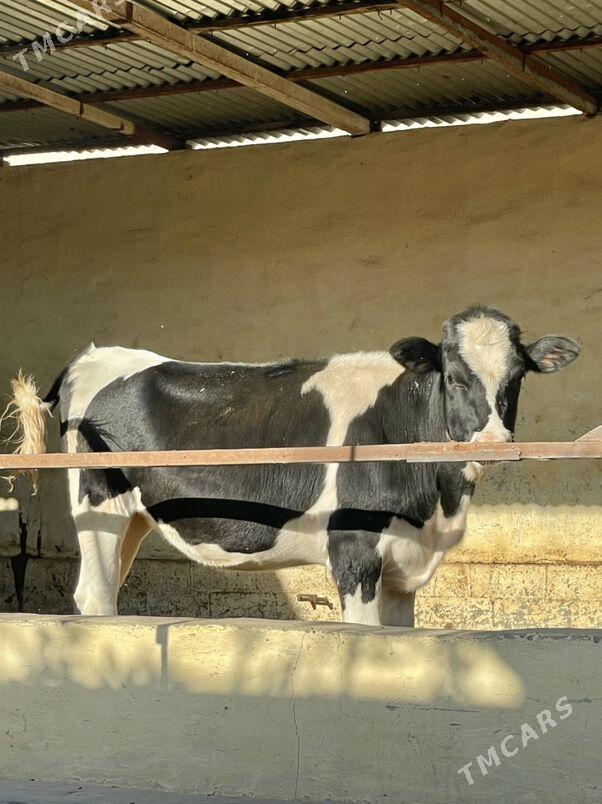 Öküz we tüwe - Aşgabat - img 2