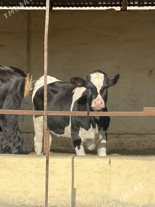 Öküz we tüwe - Aşgabat - img 8