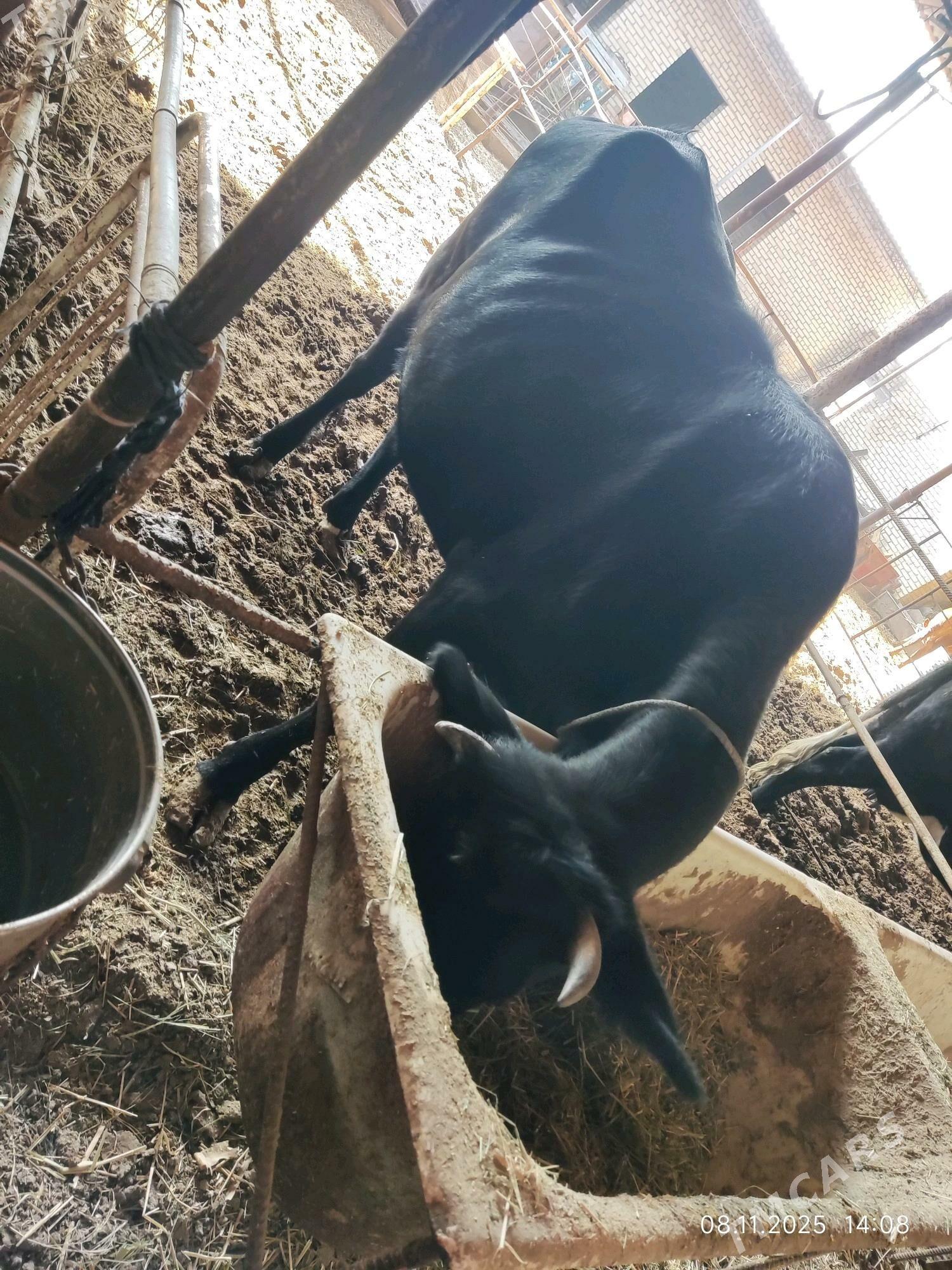 Gòleli sygyr - Сакар - img 2