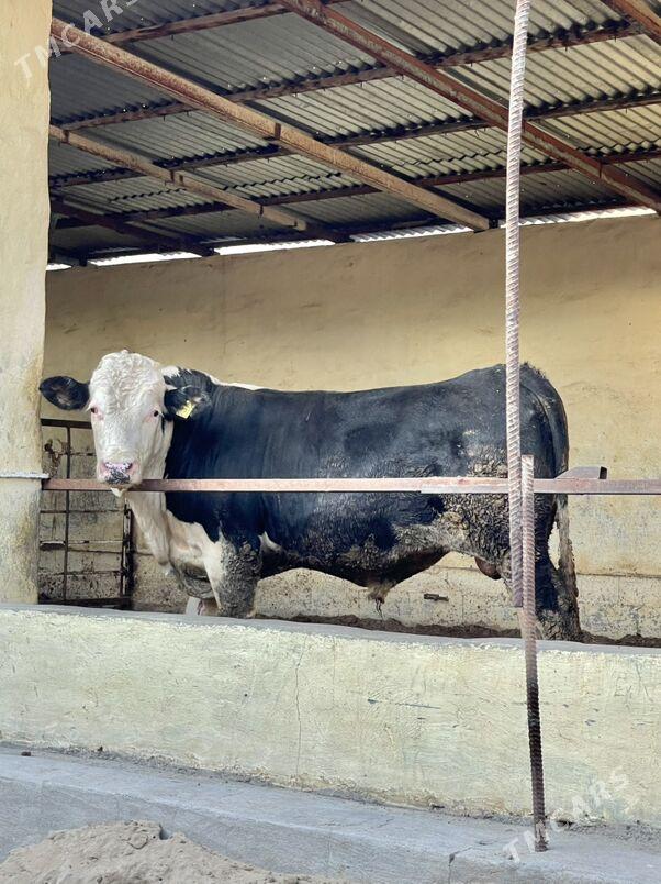 Öküz we tüwe - Aşgabat - img 6