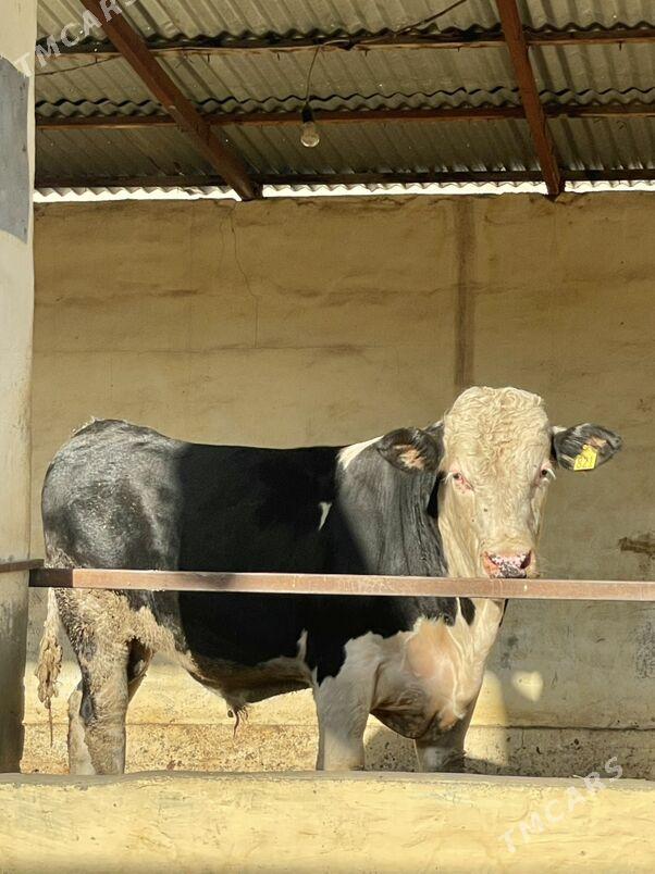 Öküz we tüwe - Aşgabat - img 5