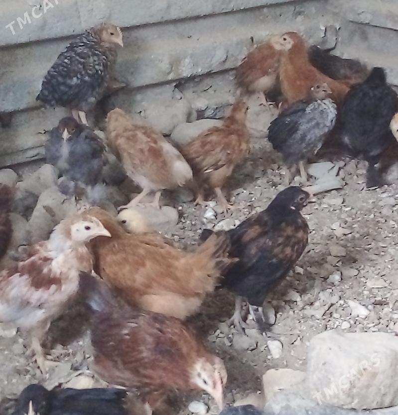 juyje - Гызыларбат - img 3