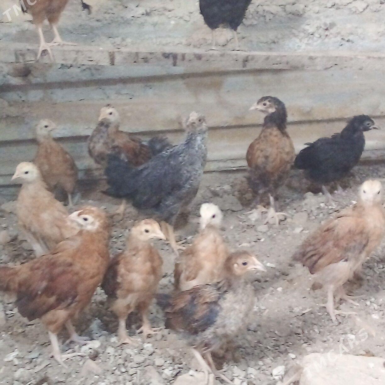 juyje - Гызыларбат - img 2