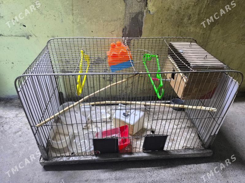 kletka - 10 mkr - img 2