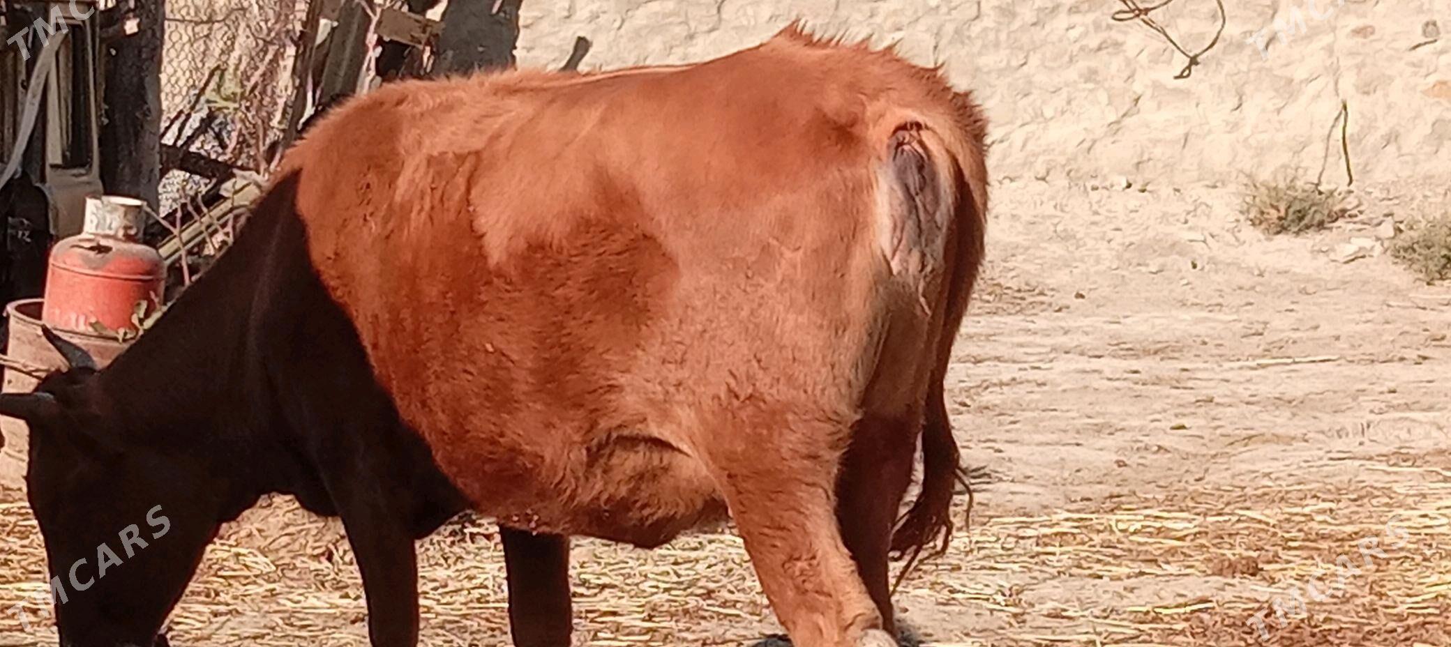 Sygyr - Берекет - img 2