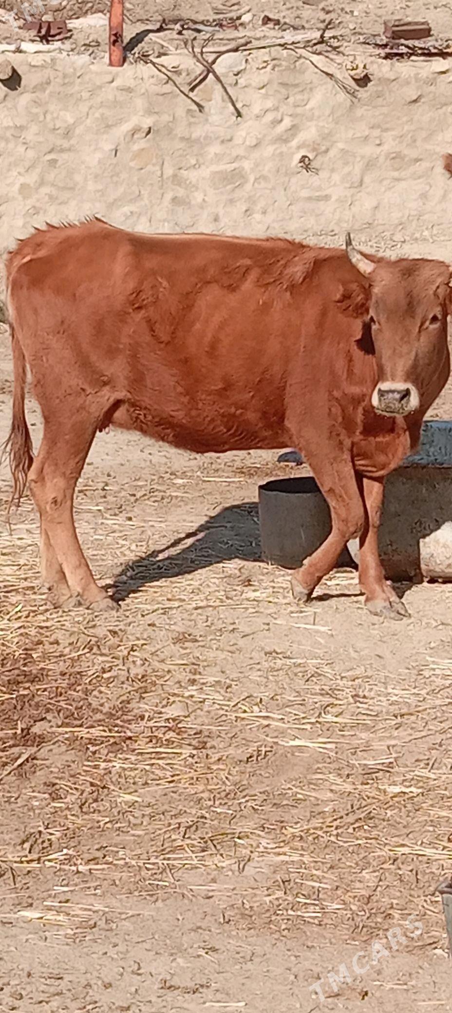 Sygyr - Берекет - img 1