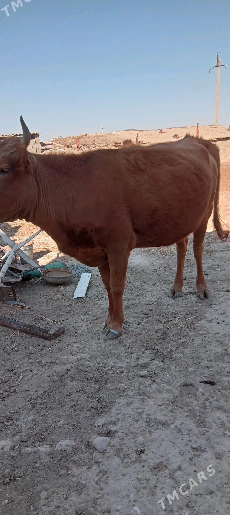 Sygyr - Берекет - img 3