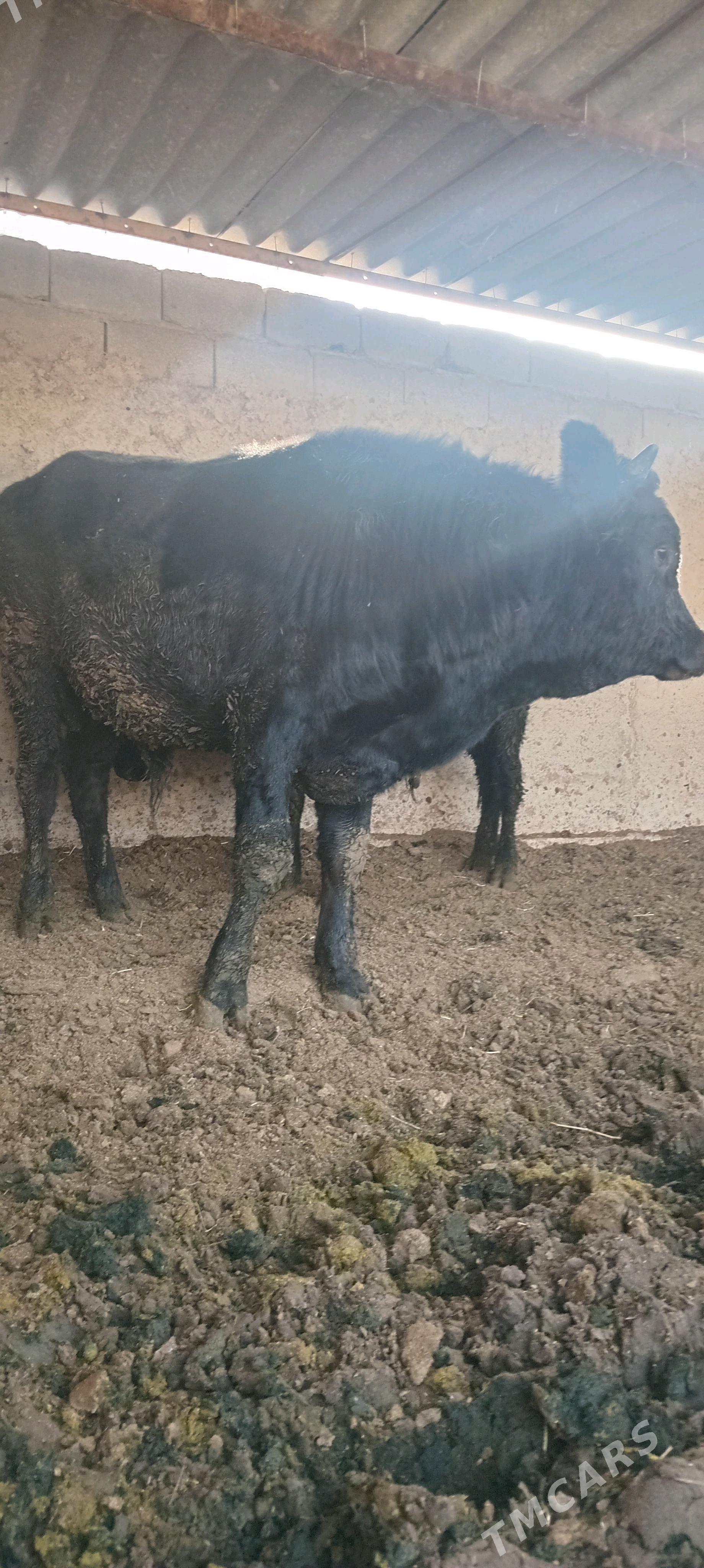 öküz 2sany - Анев - img 6