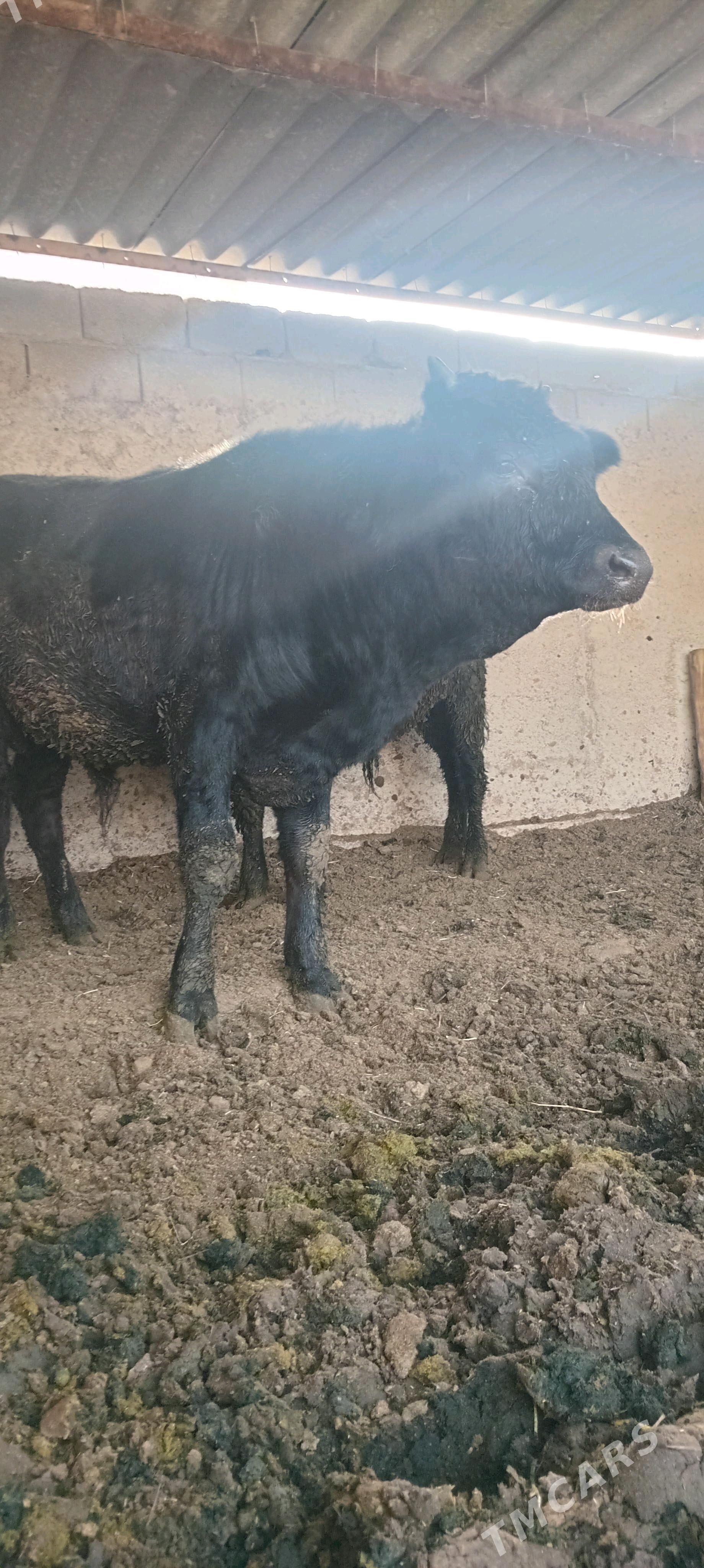 öküz 2sany - Анев - img 7