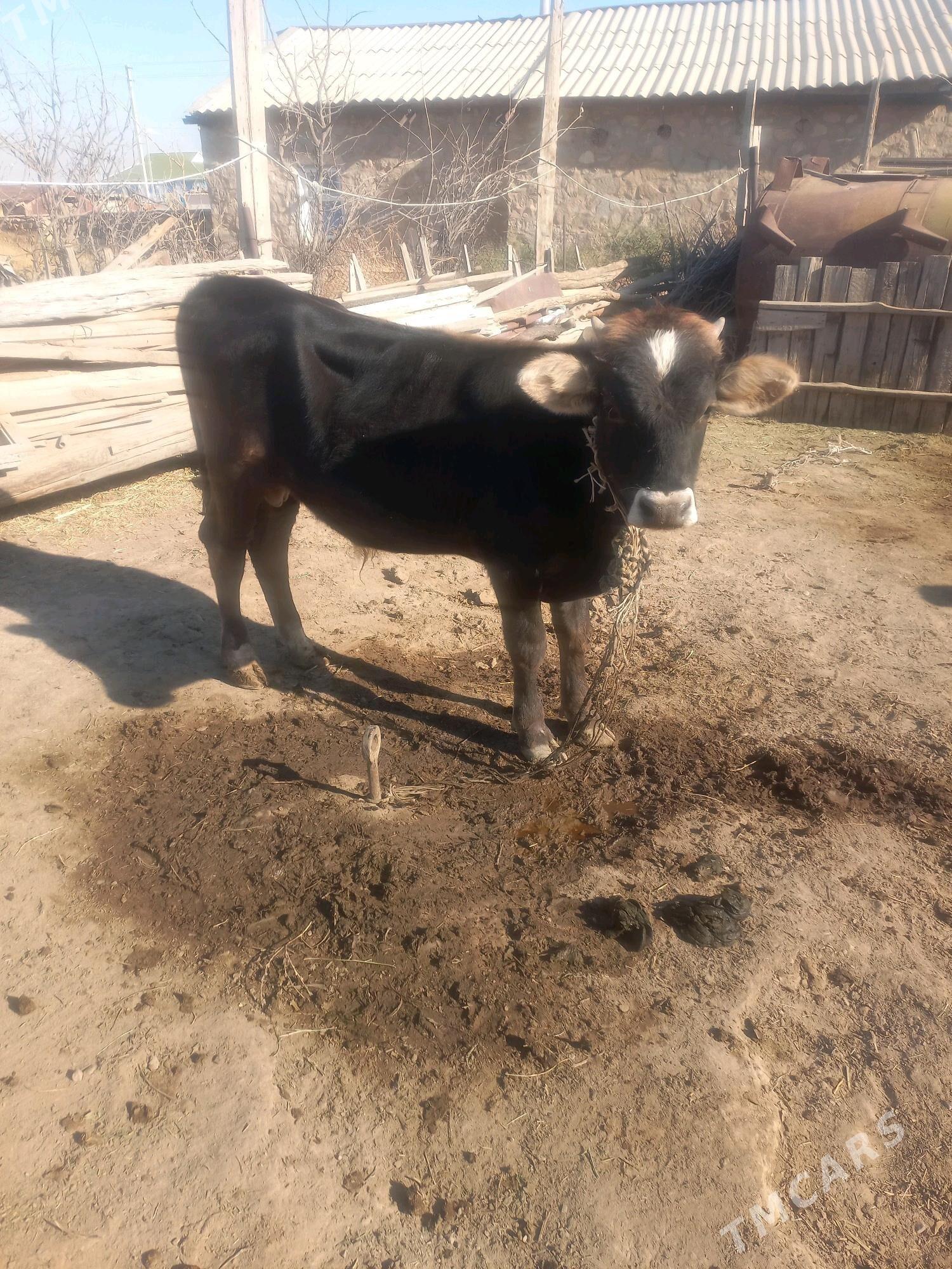 okuz tuwe - Гызыларбат - img 1