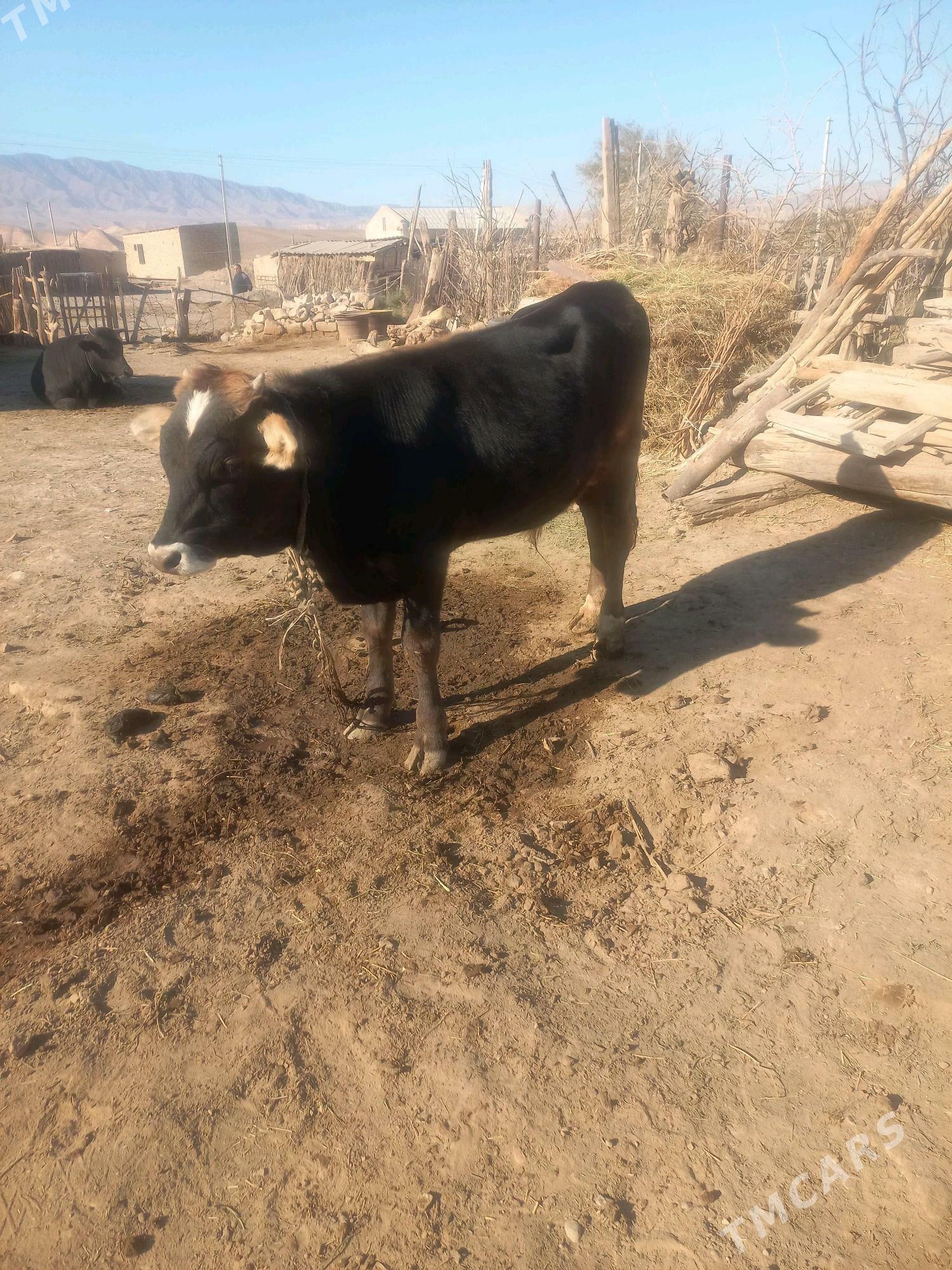 okuz tuwe - Гызыларбат - img 2