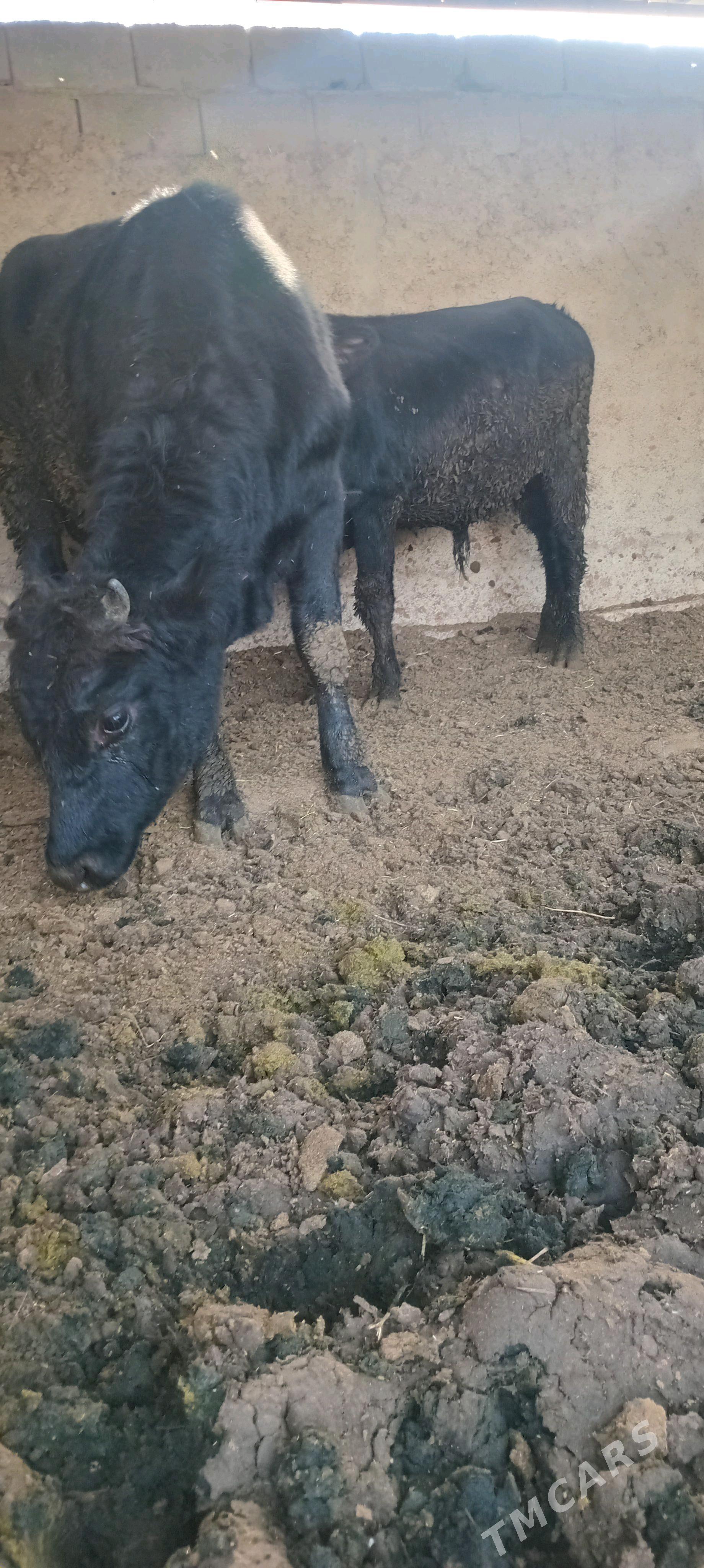 öküz 2sany - Анев - img 9