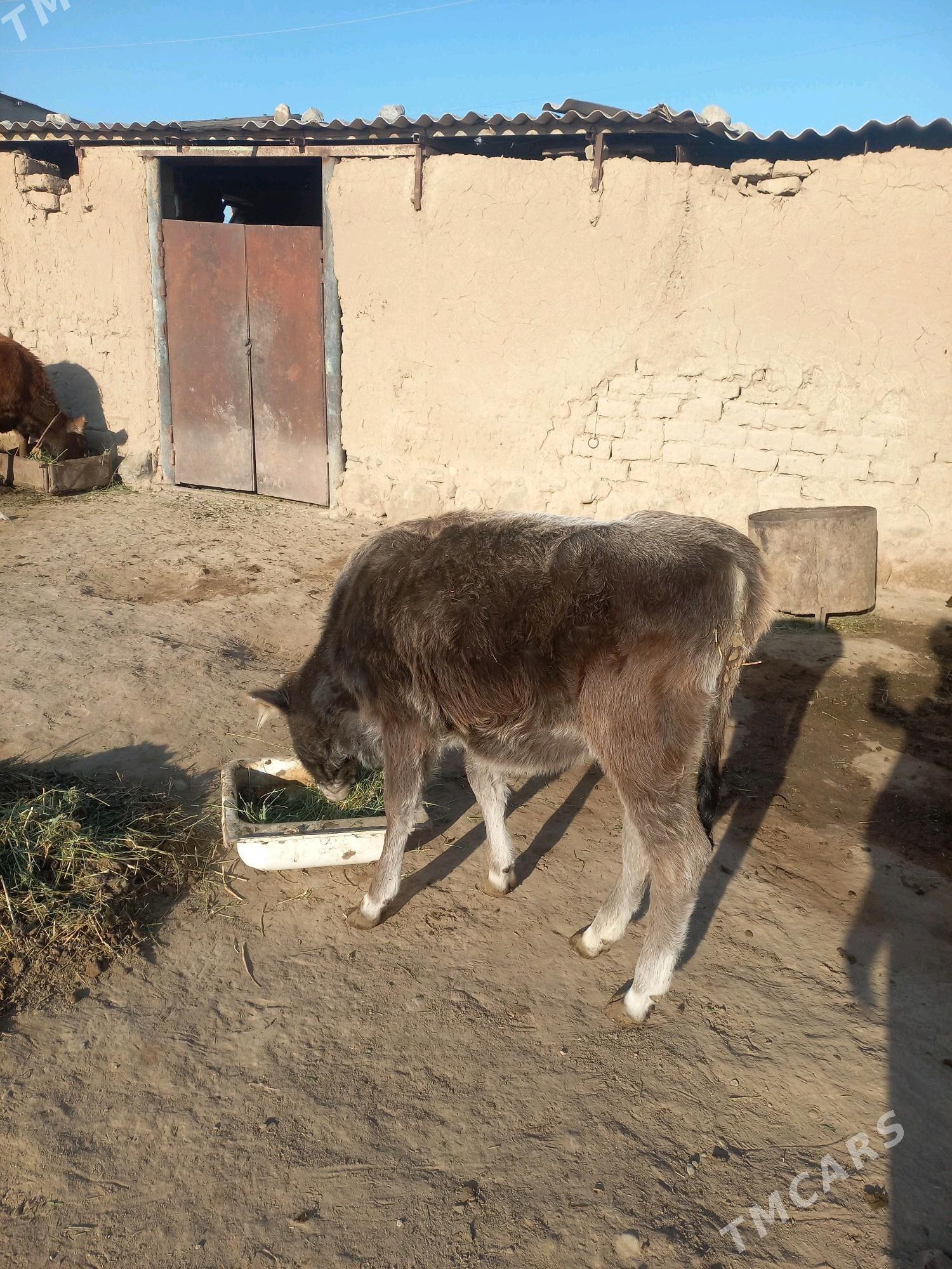 okuz tuwe - Гызыларбат - img 3