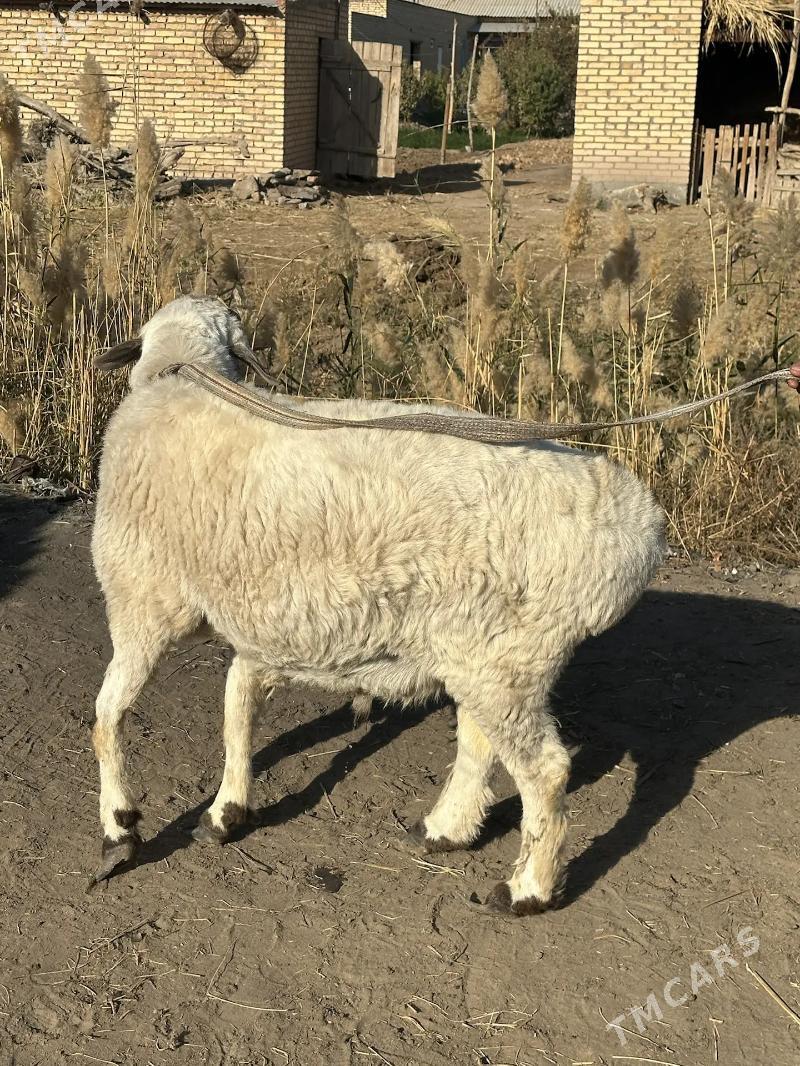 Tohum gockar - Чарджоу - img 2