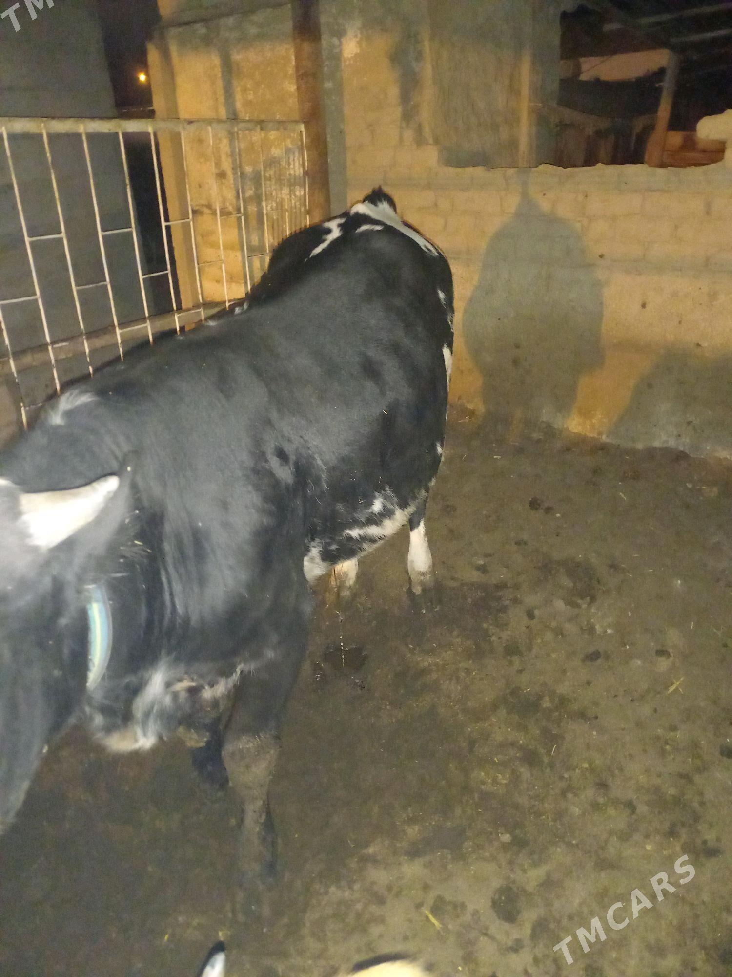 oküz - Bagyr - img 1