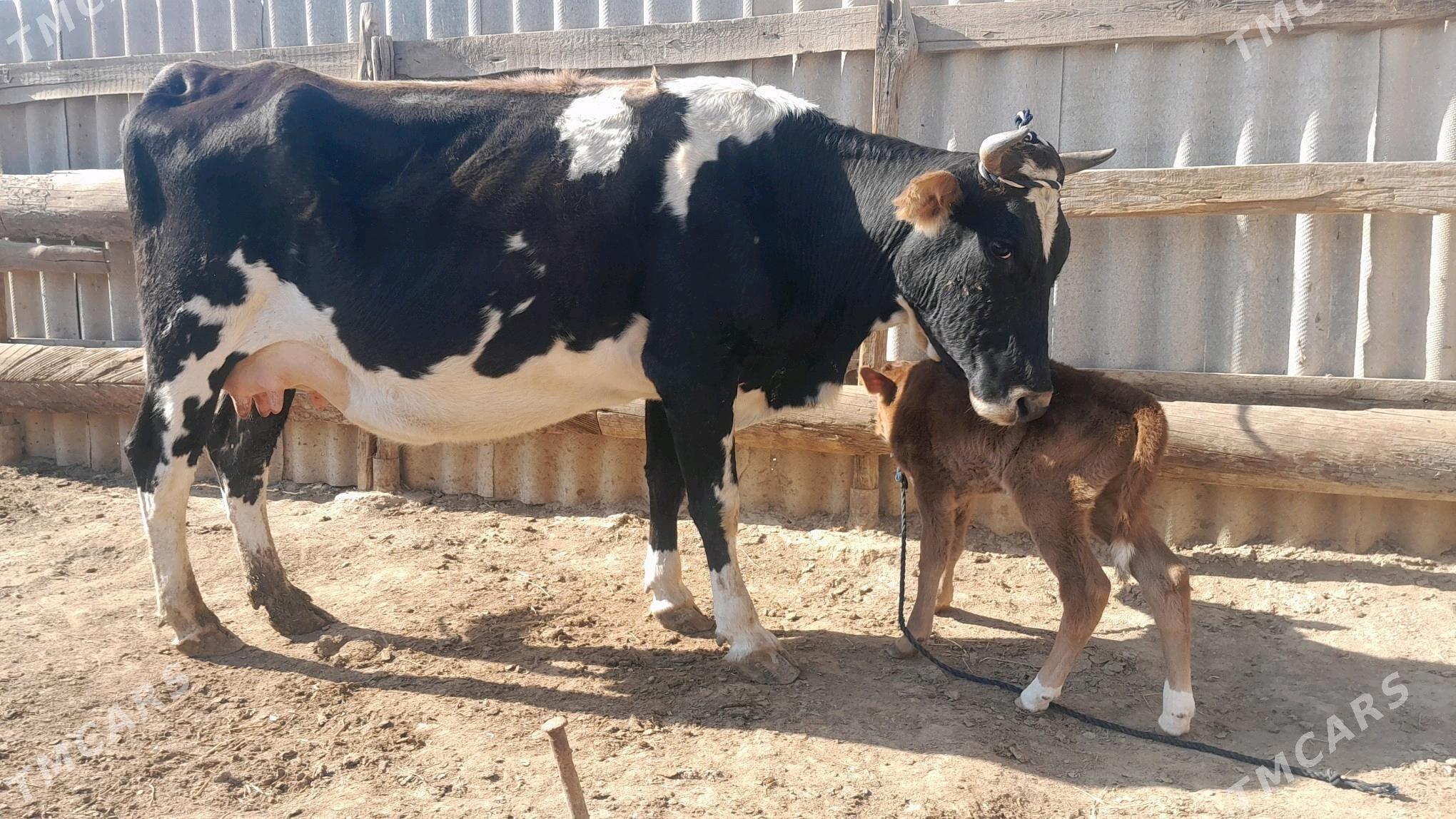 góleli - Wekilbazar - img 4