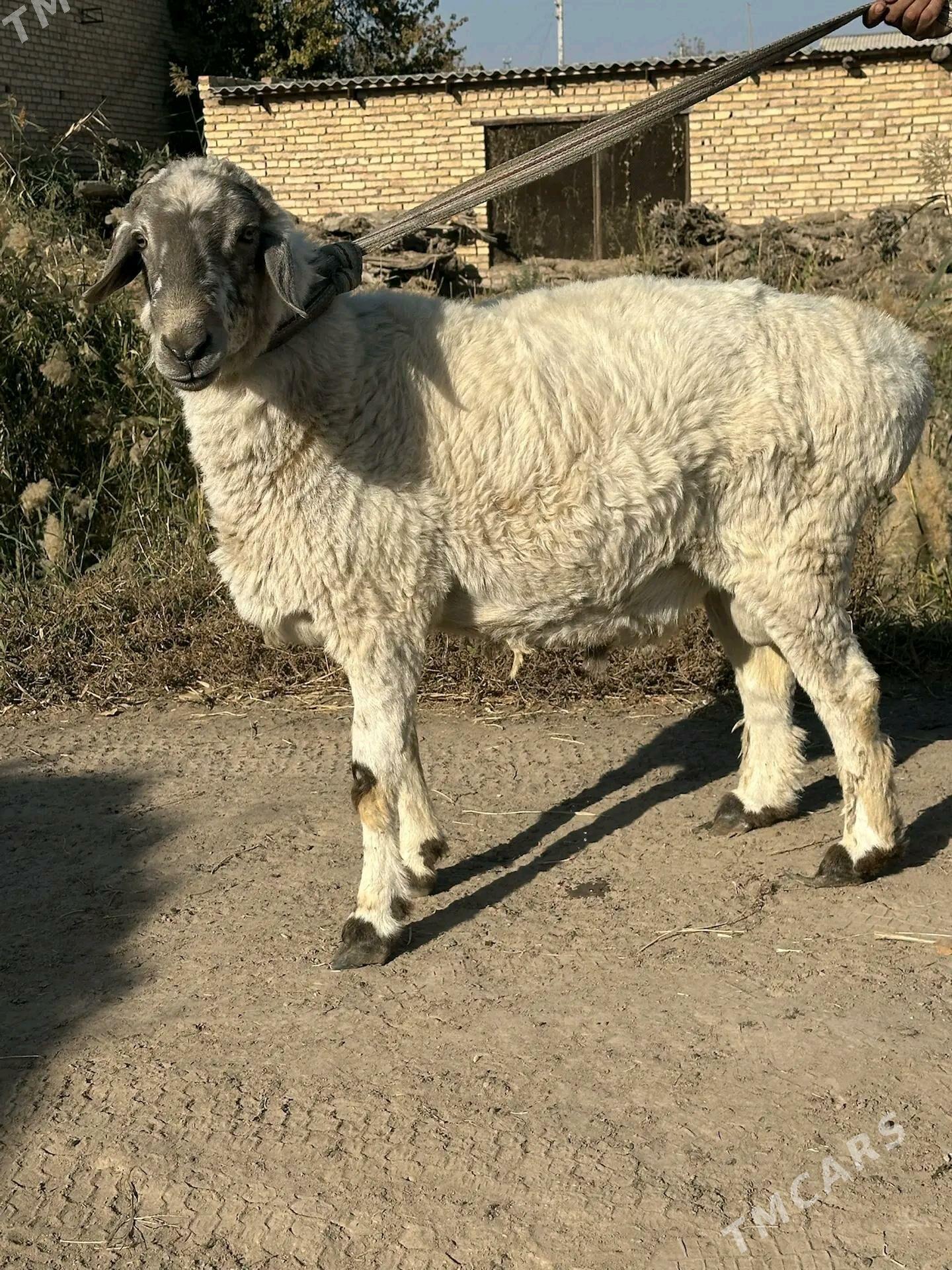 Tohum gockar - Чарджоу - img 1