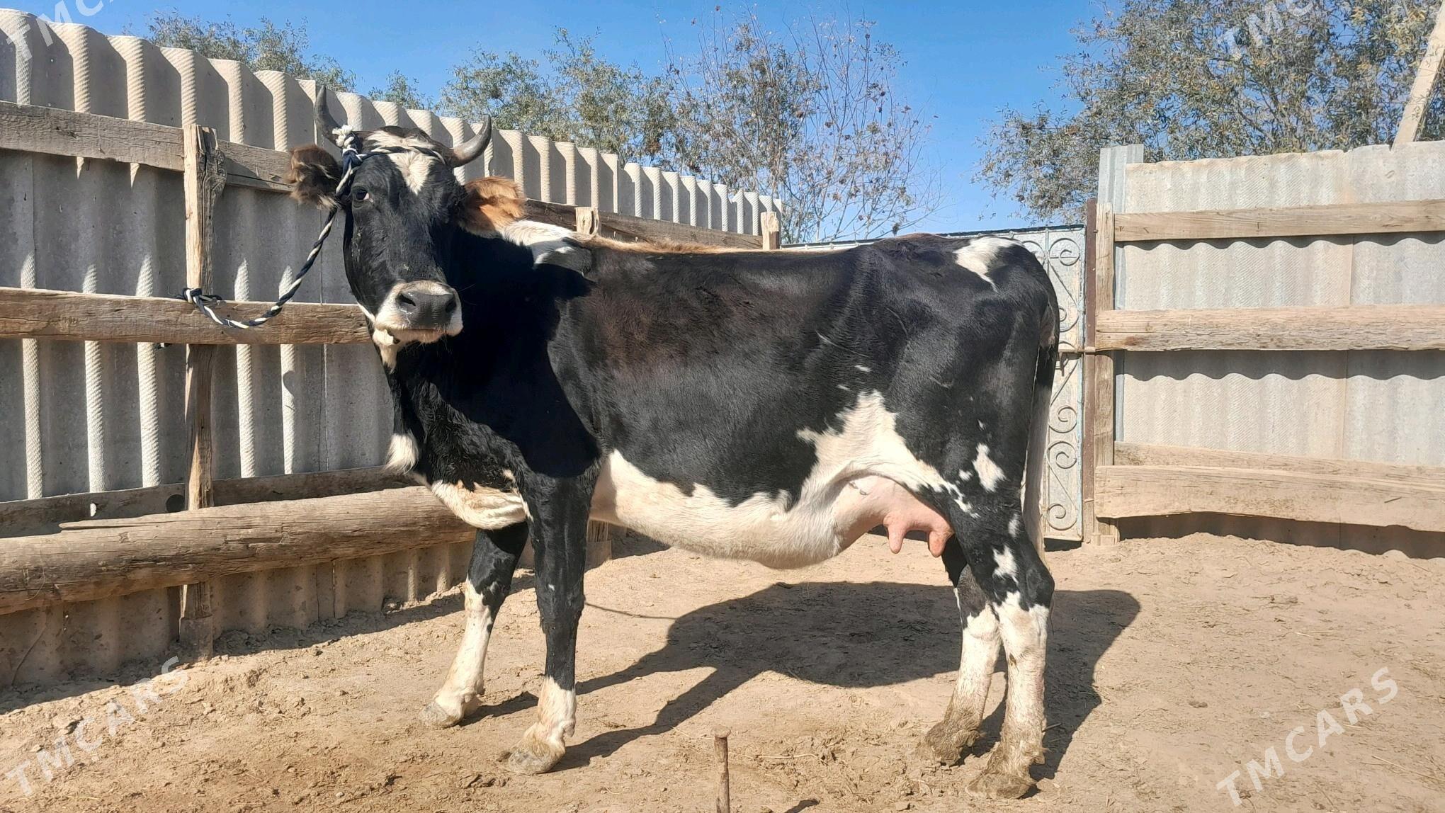 góleli - Wekilbazar - img 3