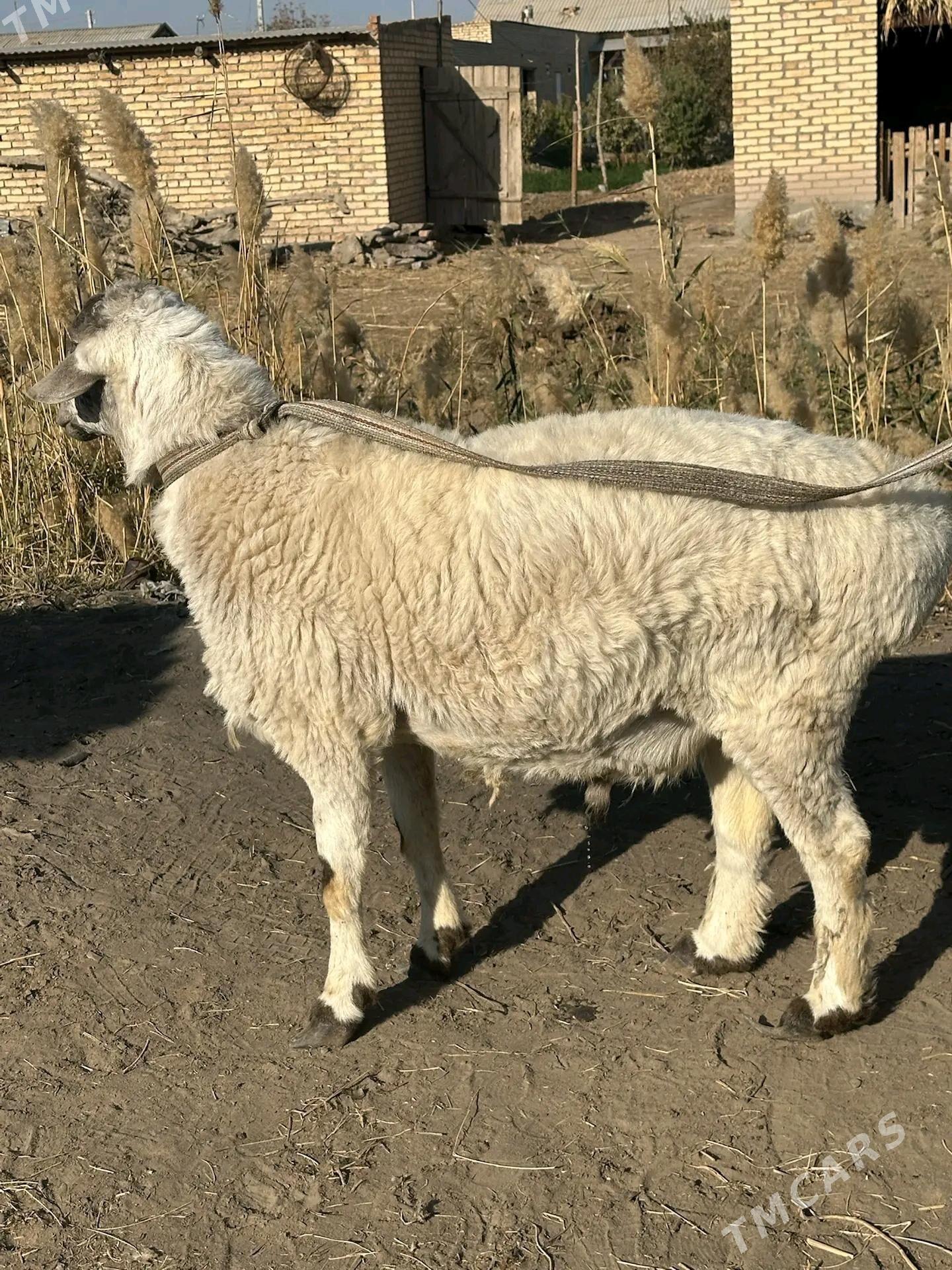 Tohum gockar - Чарджоу - img 3