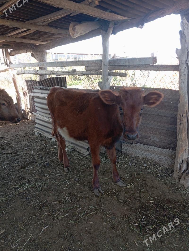 unajin - Чарджоу - img 6