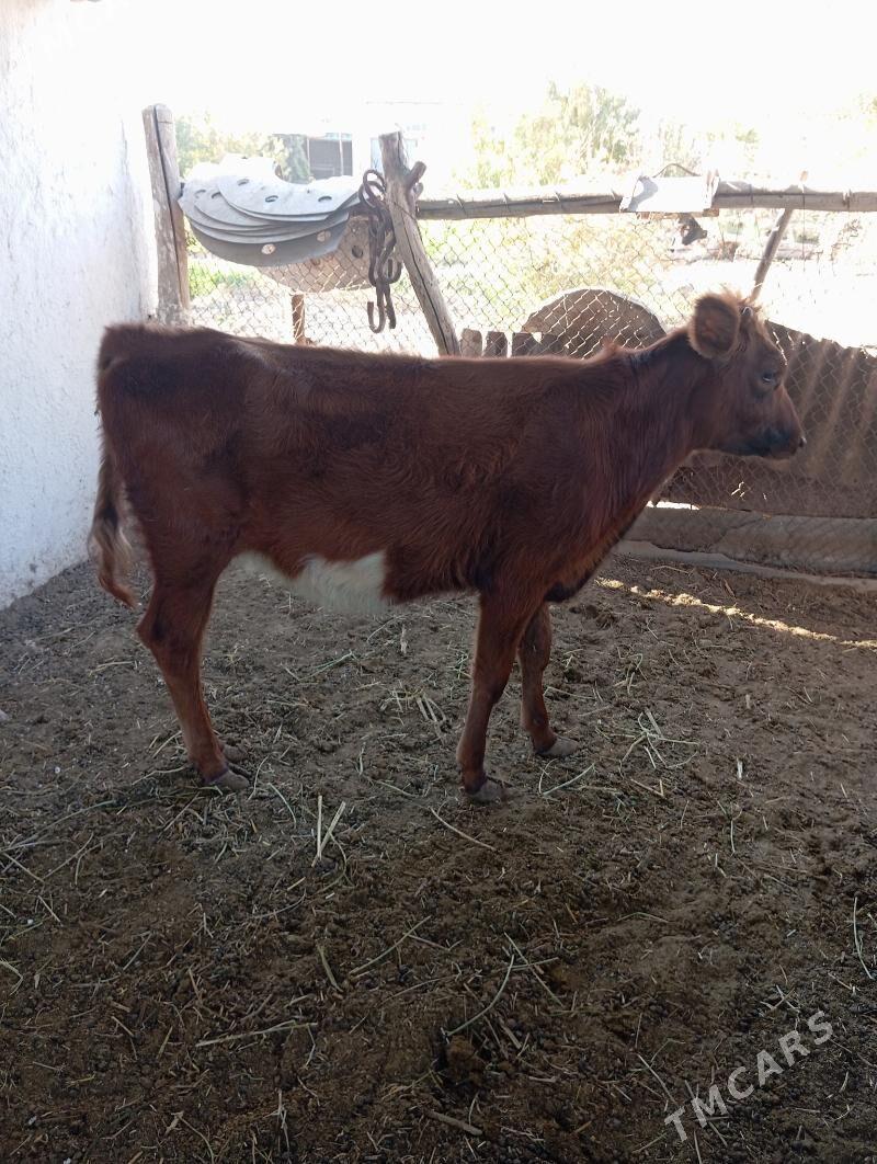 unajin - Чарджоу - img 5