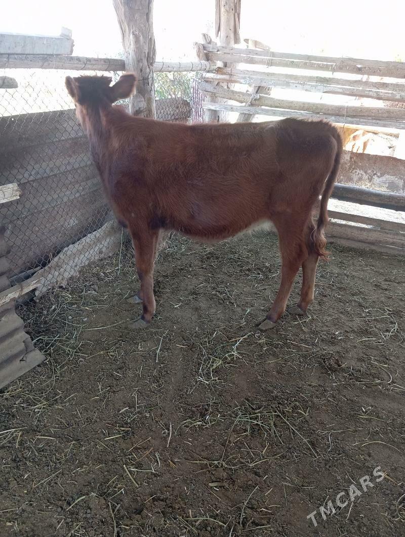 unajin - Чарджоу - img 7