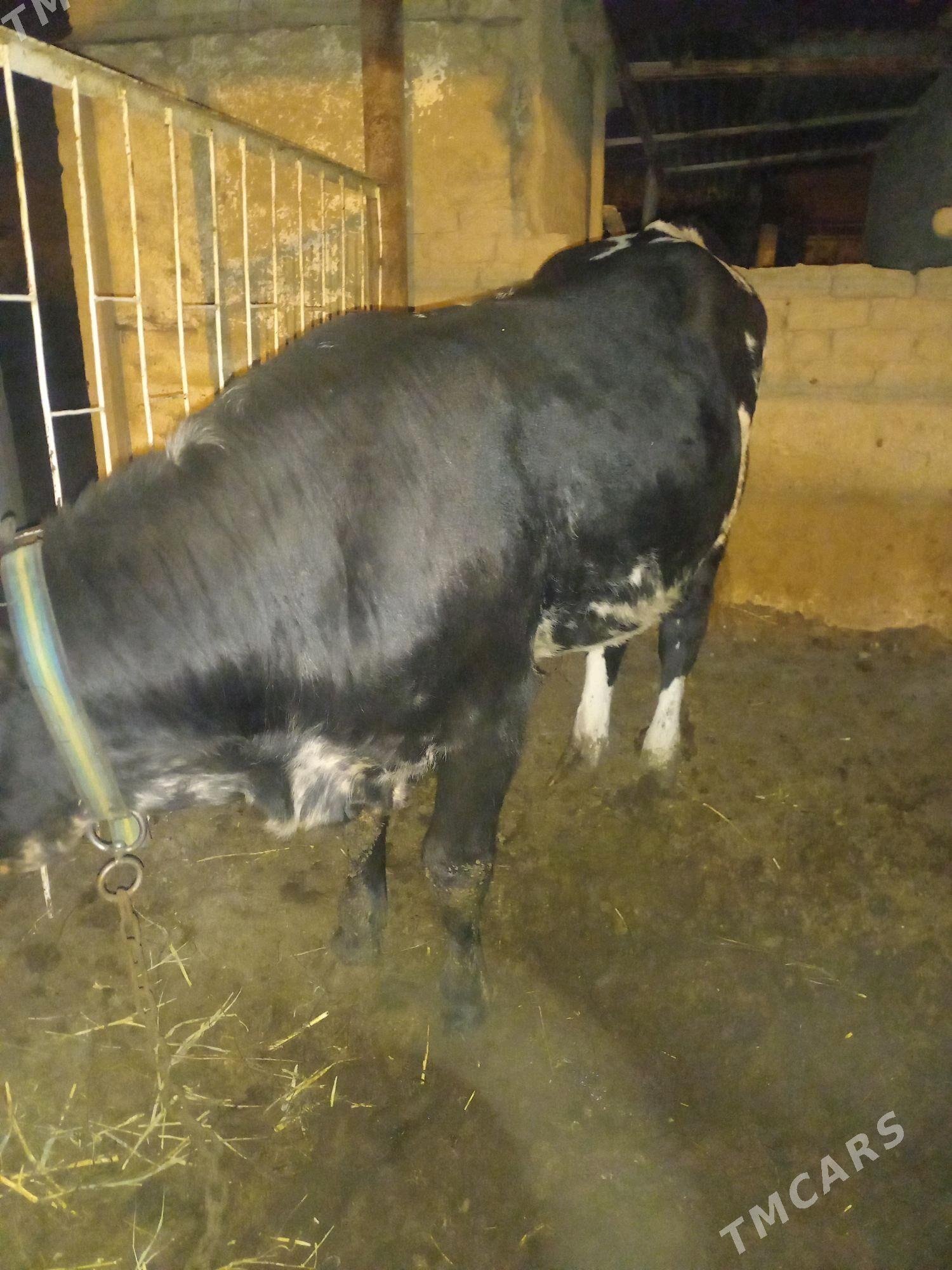 oküz - Bagyr - img 3